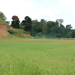 DM WIMS Wayanad Playground